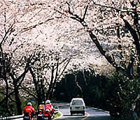 桜並木と桜トンネルの中のツーリング